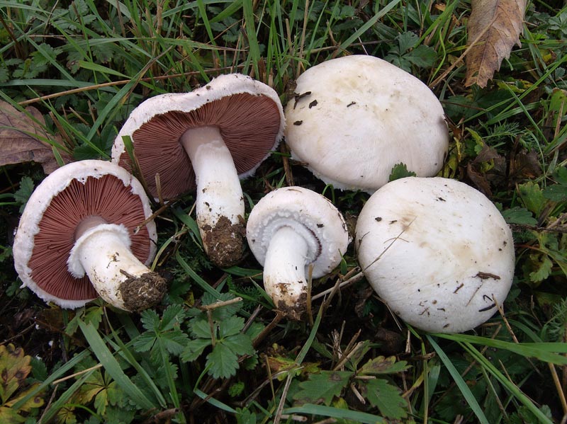 agaricus_campestre_4.jpg