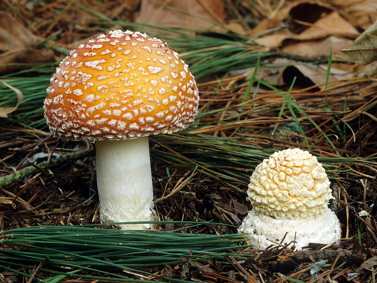 amanita_muscariamgw-03.jpg