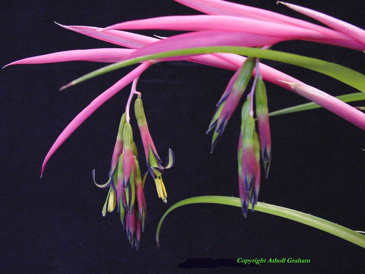 billbergia1.jpg