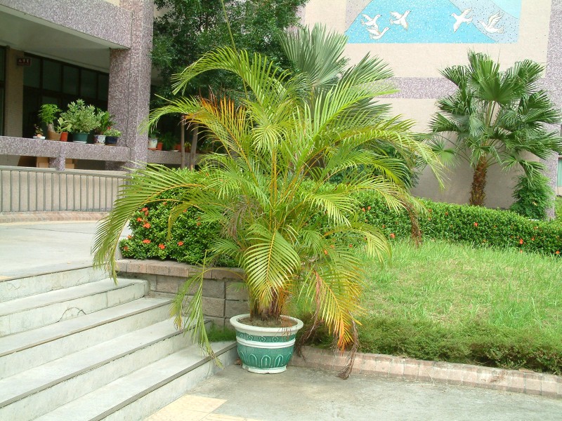 Хризалидокарпус (златноплодна палма) - Chrysalidocarpus