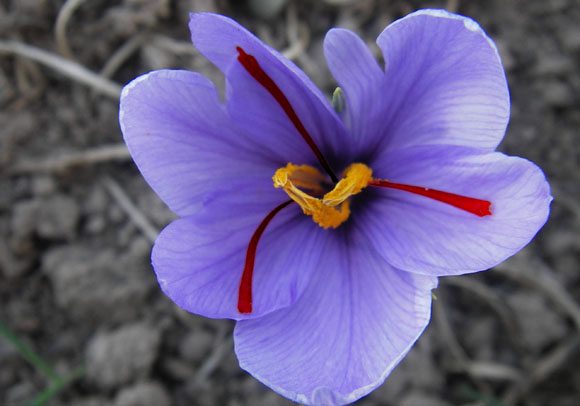 crocus_sativus3.jpg