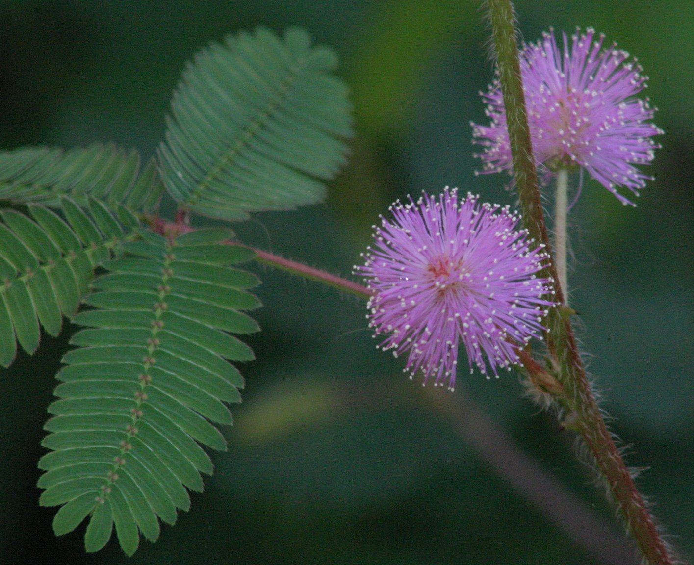 Мимоза - Mimosa pudica : ЕНЦИКЛОПЕДИЯ ЦВЕТЯ