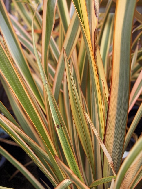 phormium_golden_ray.jpg