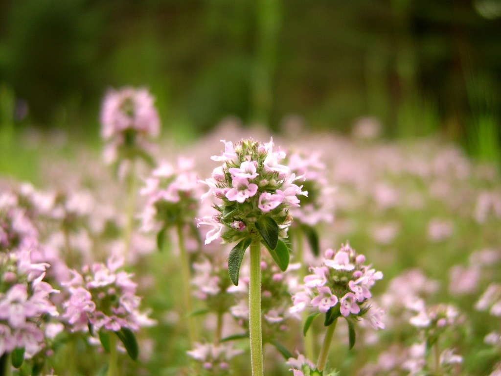 thymus_vulgaris3.jpg