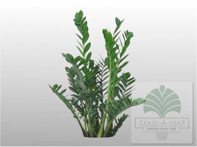 zamioculcas_zamiifolia_web.jpg