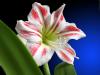 Амарилис (Хипеаструм) - Hippeastrum vittatum