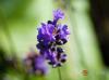 Лавандула - Lavandula