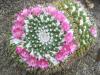 Мамилария - Mammillaria