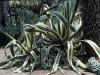 Столетник / Agave americana
