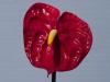 Антуриум - Anthurium