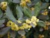 Дафиново, Лаврово дърво -  Laurus nobilis