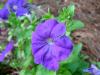 Петуния - Petunia hybrida,  Petunia superbissima