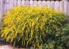 Енчец (златна пръчица) - Solidago rugosa