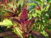 Амарант / Amaranth
