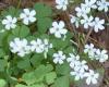 Детелина, Оксалис, Киселче - Oxalis
