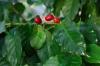 Декоративно кафе - Coffea Arabica