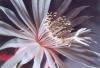 Епифилум / Epiphyllum