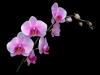 Фалаенопсис - Phalaenopsis