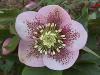 Градински кукуряк - Hellebore