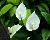 Спатифилум - Spathiphyllum