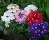 Върбинка - Verbena