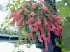Акалифа, Сополко / Acalypha