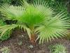 Вашингтония - Washingtonia robusta