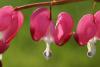 Дамско сърце - Dicentra spectabilis
