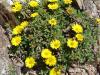 Астерискус - Asteriscus maritimus