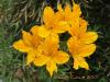 Алстромерия - Alstroemeria aurantiaca