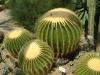 Ехинокактус / Echinocactus
