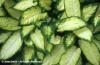 Дифенбахия - Dieffenbachia