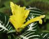 Афеландра - Aphelandra