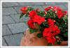 Циганче - Impatiens sultani