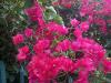 Бугенвилия - Bougainvillea