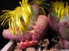 Живи камъчета - Lithops