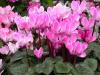 Циклама - Cyclamen persicum