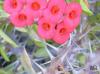 Трънен венец, Исусов венец / Euphorbia spl