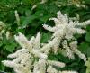 Астилбе - Astilbe