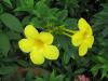 Аламанда / Allamanda cathartica