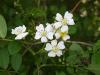 Влечаща роза, Трендафил - Rosa multiflora
