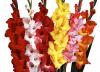 Гладиола - Gladiolus