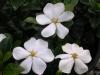 Гардения - Gardenia jasminoides