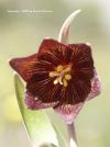 Фритилария / Fritillaria
