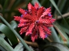 Top rated - СНИМКИ ОТ САЙТА CVETQ.INFO aechmea_distichantha_schlumbergeri.jpg