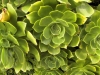 Top rated aeonium_canariense.jpg