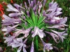 Агапантус (Декоративна лилия) - Agapanthus  Agapanthus.jpg