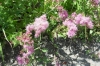 Last additions - Агератум, Синьо пухче - Ageratum  Ageratum_corymbosum_preview.jpg