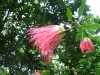 Most viewed Albizia_julibrissin2.JPG