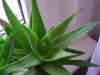 Most viewed Aloe.jpg